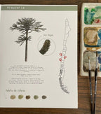 Libro para colorear Fauna y flora